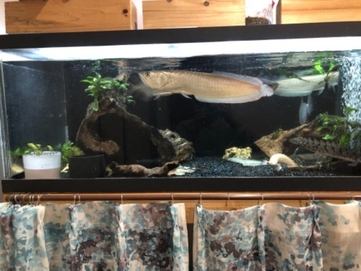 熱帯魚　シルバーアロワナ50+センチ。　目ダレ無し
