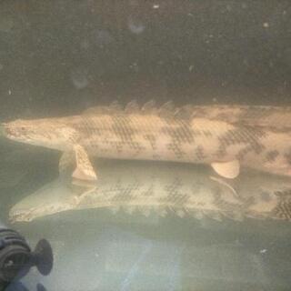 古代魚(ポリプ)、フラワートーマン