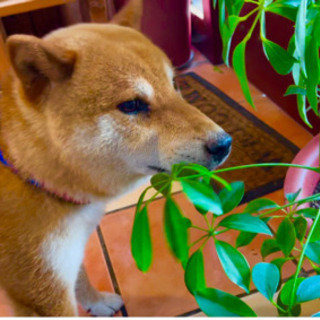 血統書付きの柴犬🐶とってもいい子な「次郎」くん♂