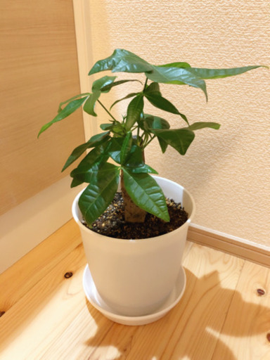 観葉植物　大きめ☆パキラ　40cm　6号鉢と受け皿付き