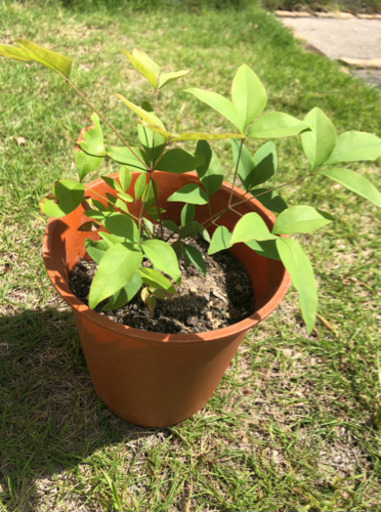 難を転ずる 南天鉢植え うさぎ 岡山のその他の中古あげます 譲ります ジモティーで不用品の処分 難を転ずる 南天鉢植え うさぎ 岡山のその他の中古あげます 譲ります ジモティーで不用品の処分