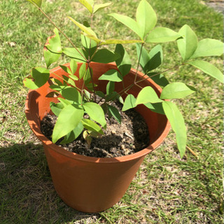 難を転ずる★南天鉢植え♪