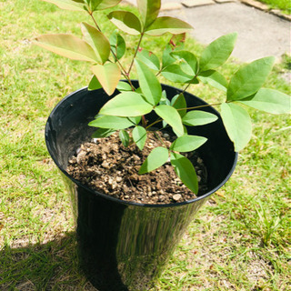 岡山県の中古鉢植えが無料 格安で買える ジモティー 岡山県の中古鉢植えが無料 格安で買える ジモティー