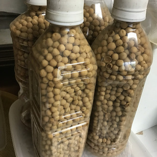 乾燥豆