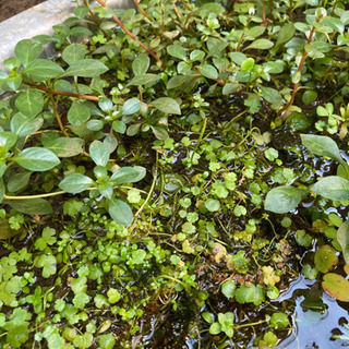 ビオトープ水草5点セット　