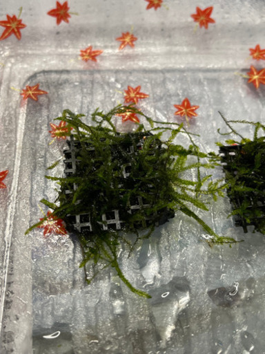 ウィローモスマット無農薬2枚セット 板サイズ3センチ 3センチ ようこ 赤羽のその他の中古あげます 譲ります ジモティーで不用品の処分