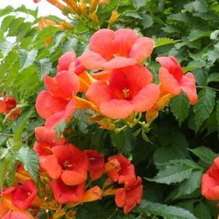 中古ノウゼンカズラが無料 格安で買える ジモティー