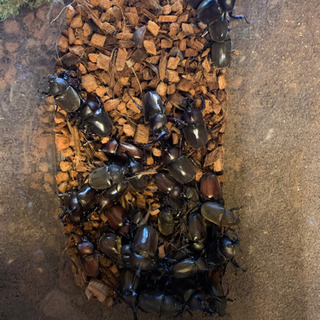 千葉県産夜捕れ120匹カブトムシ＆ノコギリクワガタ