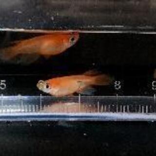 沖縄県 浦添市の中古めだか その他が無料 格安で買える ジモティー