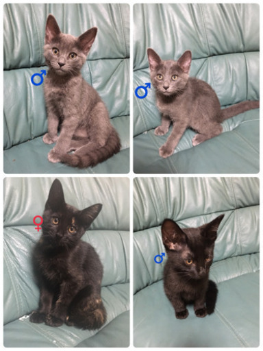 生後2ヶ月半の子猫 カモのすけ 黒部の猫の里親募集 ジモティー