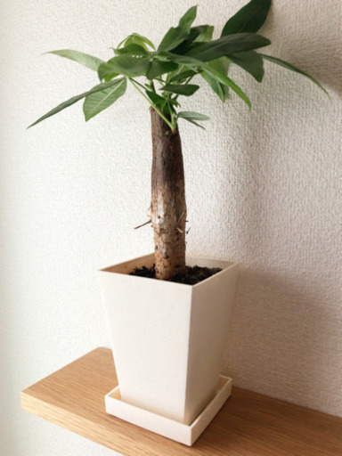 観葉植物　パキラ③　34cm　3号鉢と受け皿付き