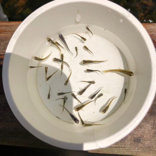 黒めだか稚魚 Mana 千葉のその他の中古あげます 譲ります ジモティーで不用品の処分