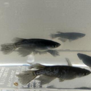 メダカ  ブラックダイヤ松井ヒレナガ中里氏直系 成魚 トリオ