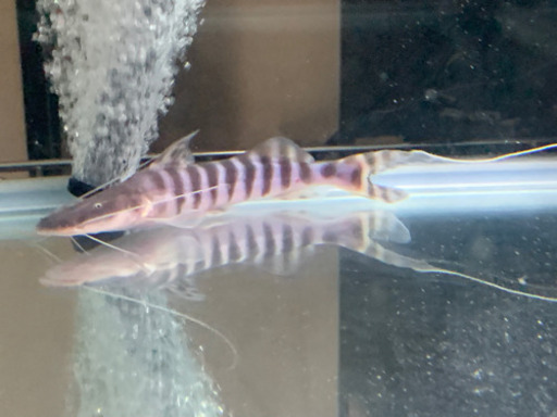 ゼブラキャット　目測20㎝ ゼブラキャット 目測20㎝