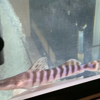 ゼブラキャット　目測20㎝