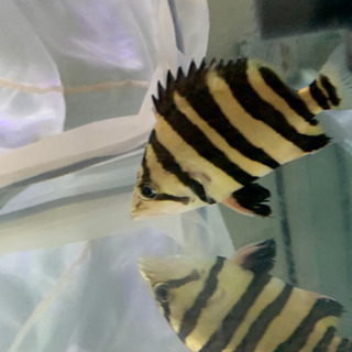 北海道一部発送可能 インペリアルゼブラプレコ 4.0〜センチ