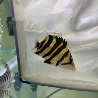 ダトニオ　スマトラタイガー目測10せ ダトニオ スマトラタイガー目測10せ