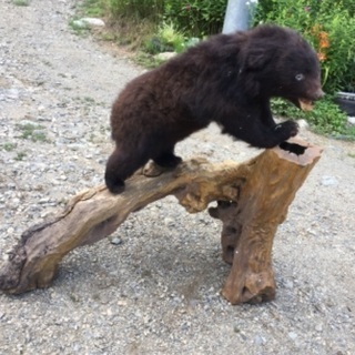 更に、熊剥製(3歳)値引きします！