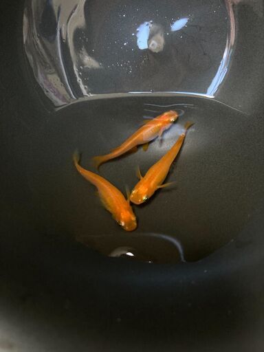 楊貴妃メダカ幼魚 若魚 メダカog3 四街道のその他の中古あげます 譲ります ジモティーで不用品の処分
