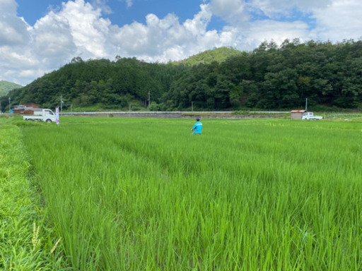 丹波産コシヒカリ　御予約