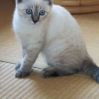 可愛い子猫ナナちゃんの（３か月位女の子）里親   決定しました。の画像
