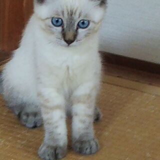 可愛い子猫ナナちゃんの（３か月位女の子）里親   決定しました。 − 佐賀県