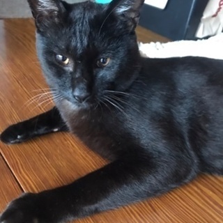 人懐っこく、優しい黒猫🐈‍⬛