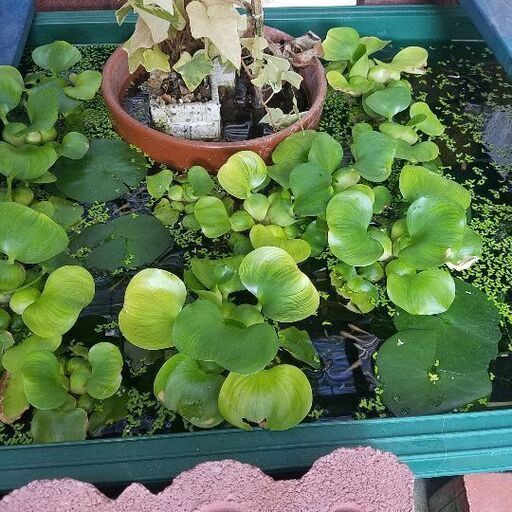 メダカ色々売ります 感謝祭ホテイ草サービス としのメダカ屋さん としのメダカ屋さん 土師ノ里のその他の中古あげます 譲ります ジモティーで不用品の処分 メダカ色々売ります 感謝祭ホテイ草サービス としのメダカ屋さん としのメダカ屋さん 土師ノ里のその他の中古あげます 譲ります ジモティーで不用品の処分