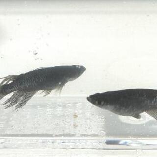 メダカ ブラックダイヤ松井ヒレナガ中里氏直系 稚魚③