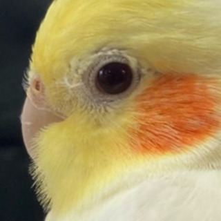 迷子のオカメインコを探しています。