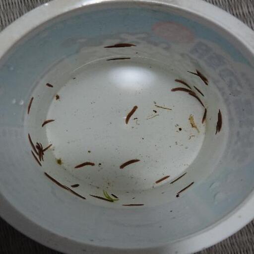 プラナリア 1匹2円 ポケカとメダカお譲り 豊中のその他の中古あげます 譲ります ジモティーで不用品の処分