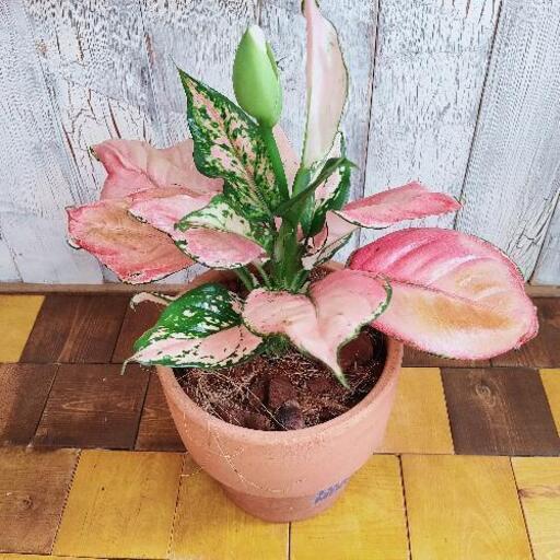観葉植物 希少 アグラオネマピンク ゆっぴー 北綾瀬のその他の中古あげます 譲ります ジモティーで不用品の処分
