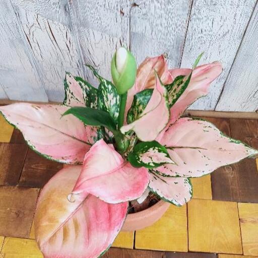観葉植物 希少 アグラオネマピンク ゆっぴー 北綾瀬のその他の中古あげます 譲ります ジモティーで不用品の処分