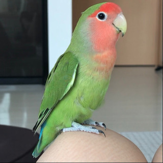 コザクラインコの里親を募集しています。飼育用品付 - 高萩市