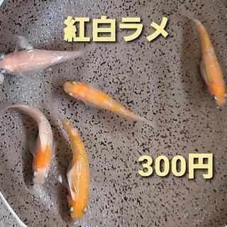 【めだか屋こう】紅白ラメ　メダカ　若魚　今年5月生まれ　