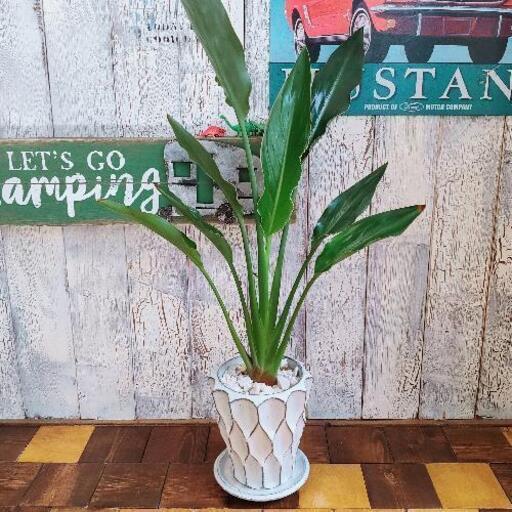 【観葉植物】 ストレリチア レギネ　受皿付