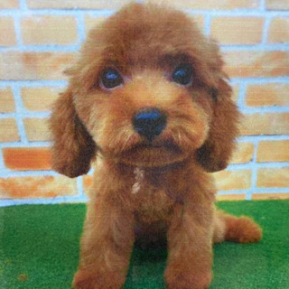 急募トイプードル　6ヶ月