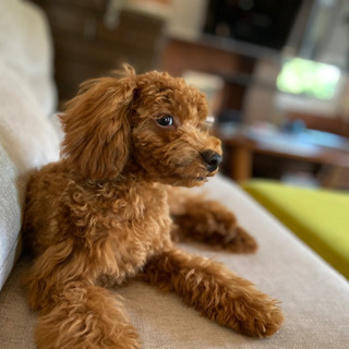 急募トイプードル　6ヶ月