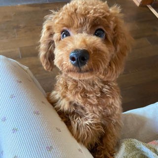 急募トイプードル　6ヶ月