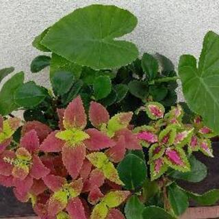 植物*寄せ植えコリウス