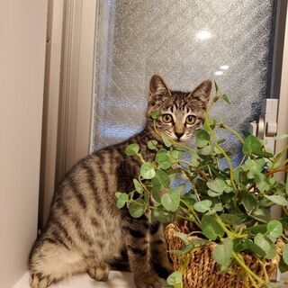 大阪府の子猫 里親募集 ジモティー