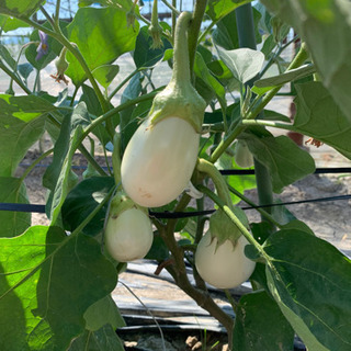 【ネット決済】夏野菜！トマト農家が作る珍しい白ナスはいかが？？