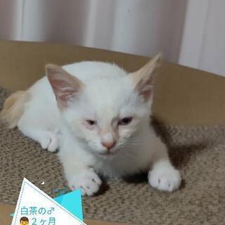 ２ヶ月白茶♂🐱里親様決定しました。