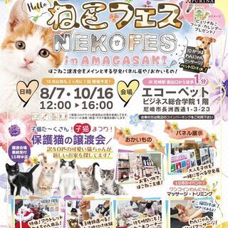 保護ねこ譲渡会!!ねこフェス inあまがさき