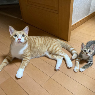 【受付終了】生後約3ヶ月の子猫♀里親募集 − 茨城県