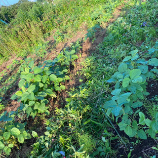 自然の畑。無農薬、無肥料で野菜を作ってみませんか？