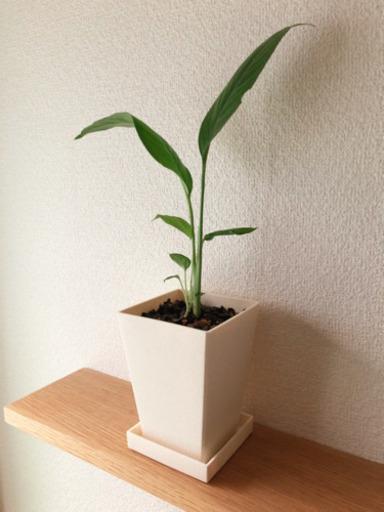 観葉植物　スパティフィラム　37cm　3号鉢と受け皿付き