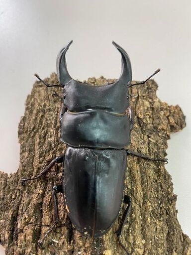国産オオクワガタ　能勢YG血統　♂ｘ1　♀ｘ2