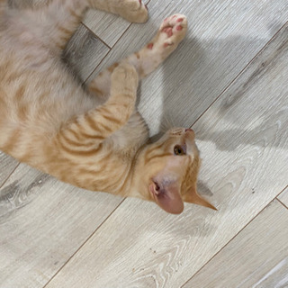 ☆里親募集☆茶トラの子猫 − 沖縄県