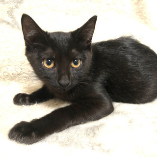 2ヵ月半のかわいい黒猫ちゃん雌の里親さん決まりました。